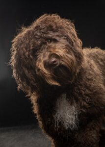 Penni koira - S.K - Kuva: Valokuvaamo Potretti